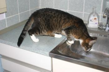 Skinny Bild von Skinny