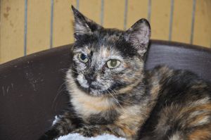 Sookie Bild von Sookie