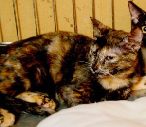 Sookie Bild von Sookie