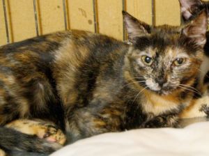 Sookie Bild von Sookie