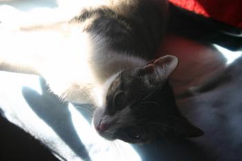 Bild von Prinz