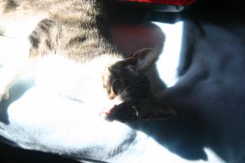Bild von Prinz