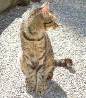 George Bild von George