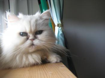 chini Bild von Chini
