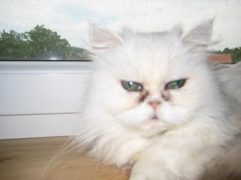 Chini Bild von Chini