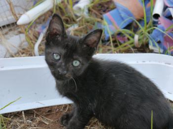 Pancho Bild von Pancho
