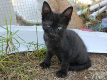 Pancho Bild von Pancho