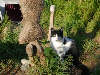 Layla Bild von Layla