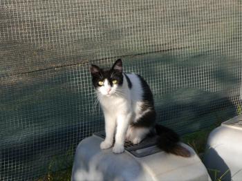 Layla Bild von Layla