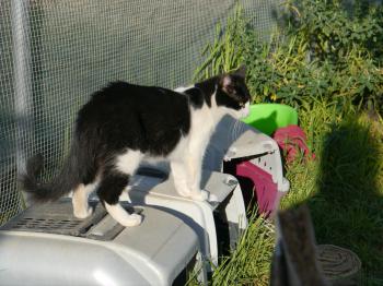 Layla Bild von Layla