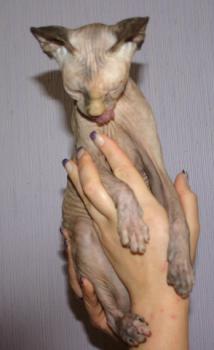 Sheena Bild von Sheena