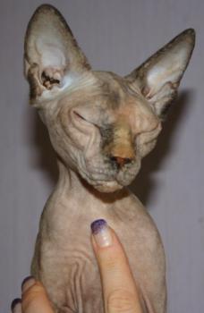 Sheena Bild von Sheena