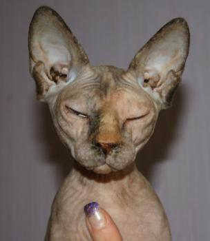 Sheena Bild von Sheena