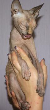 Sheena Bild von Sheena