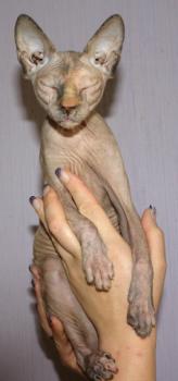 Sheena Bild von Sheena