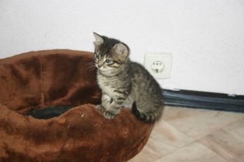 Goliath Bild von Goliath