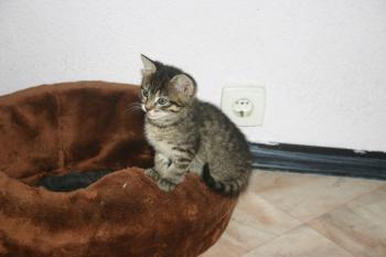 Goliath Bild von Goliath