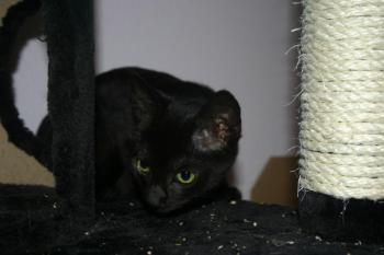 Lilith Bild von Lilith