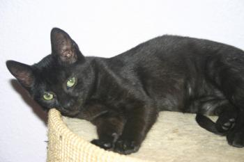 Lilith Bild von Lilith