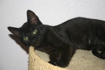 Lilith Bild von Lilith