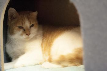 Cornelia Bild von Cornelia