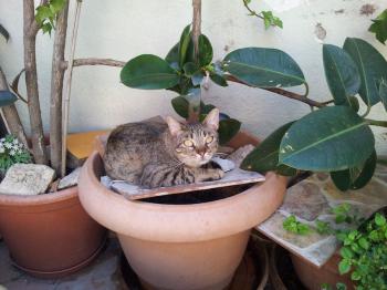 Tuki Bild von Tuki
