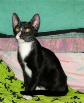 Fito Bild von Fito