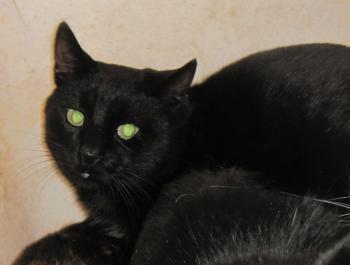 Pepper Bild von Pepper