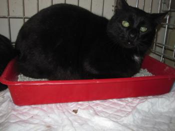 Pepper Bild von Pepper