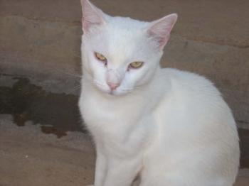 Albino Bild von Albino