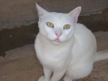 Albino Bild von Albino