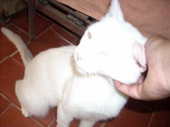 Albino Bild von Albino