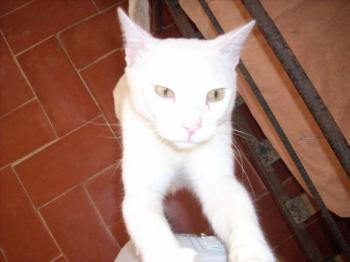 Albino Bild von Albino