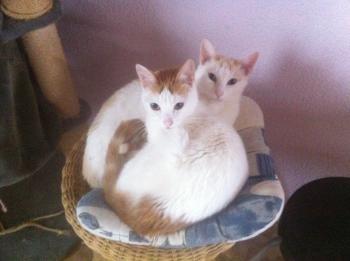 Chiqui Bild von Chiqui
