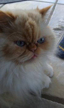 Aslan Bild von Aslan