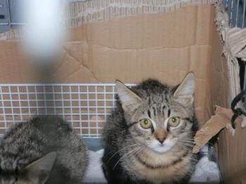 Brunelli Bild von Brunelli