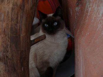 Simba Bild von Simba