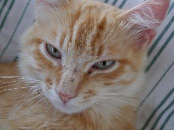 Star Bild von Star