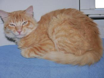 Star Bild von Star
