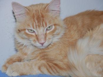 Star Bild von Star