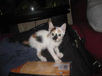 Nena Bild von Nena