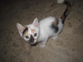 Nena Bild von Nena