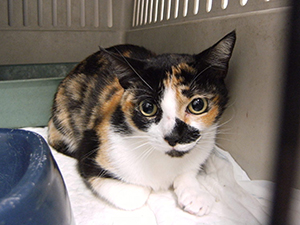 Mazurca Bild von Mazurca