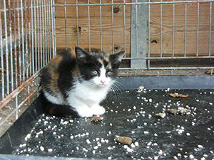 Txakolina Bild von Txakolina