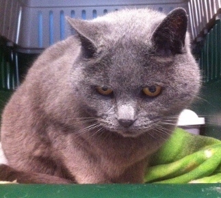 Teddy Bild von Teddy