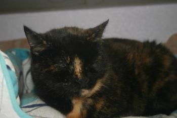 Lilly Bild von Lilly
