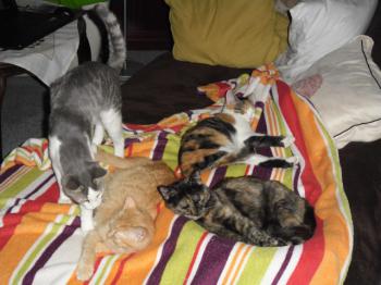 Diva Bild von Diva