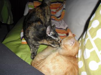 Diva Bild von Diva