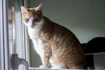 Athos Bild von Athos