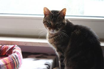 Avelina Bild von Avelina